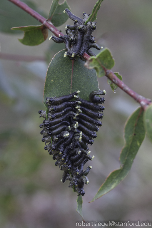 caterpillars in profusion